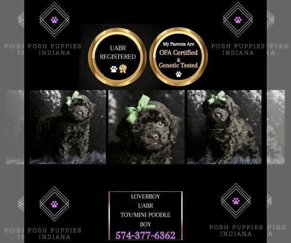 Medium Photo #6 Poodle (Toy) Puppy For Sale in WARSAW, IN, USA