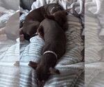 Small #2 Chihuahua