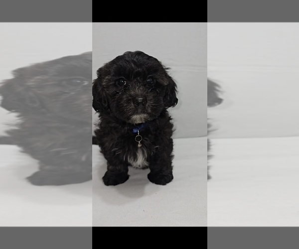 Medium Photo #4 Shih-Poo Puppy For Sale in CHARLOTTE, NC, USA