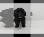 Puppy Puppy 3 Wednes Shih-Poo