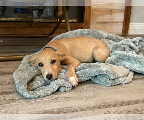 Medium Photo #4 Chihuahua-Unknown Mix Puppy For Sale in San Diego, CA, USA