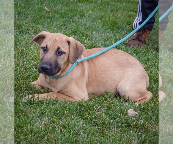 Medium Photo #5 Black Mouth Cur-German Shepherd Dog Mix Puppy For Sale in Huntley, IL, USA
