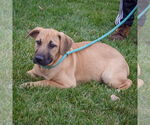Small #4 Black Mouth Cur-German Shepherd Dog Mix