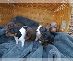Small Photo #5 Dachshund Puppy For Sale in TULSA, OK, USA