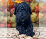 Puppy Light Blue Goldendoodle