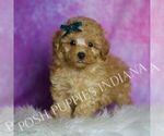 Puppy Pookie F1B Maltipoo (Toy)