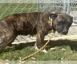 American Pit Bull Terrier-Unknown Mix Dogs for adoption in Texas City, TX, USA