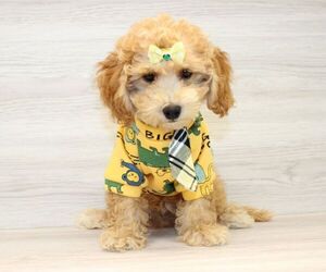 Poodle (Miniature) Puppy for sale in LAS VEGAS, NV, USA
