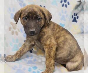 German Shepherd Dog-Unknown Mix Dogs for adoption in Thief River Falls, MN, USA