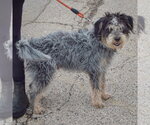Small Photo #2 Australian Shepherd-Unknown Mix Puppy For Sale in Huntley, IL, USA