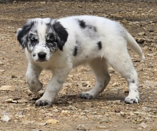 Medium Photo #1 Border Collie-German Shorthaired Pointer Mix Puppy For Sale in RICHLAND CENTER, WI, USA