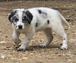 Puppy Bluey Border Collie-German Shorthaired Pointer Mix