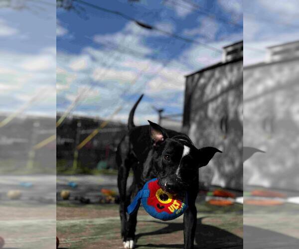 Medium Photo #11 Mutt Puppy For Sale in Abbeville, LA, USA