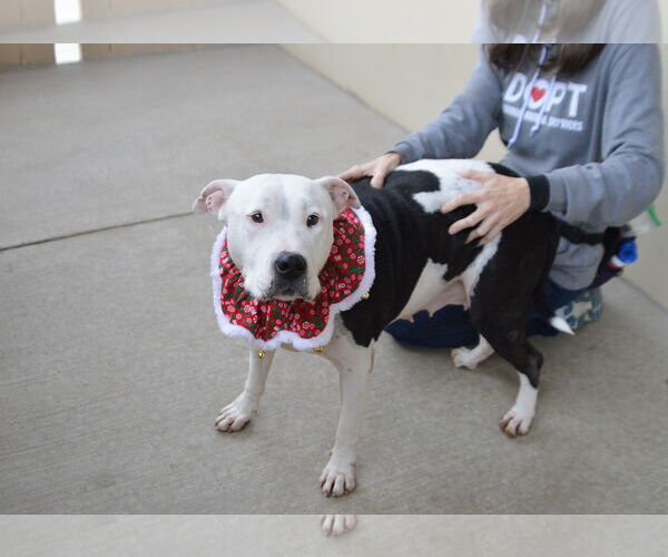 Medium Photo #3 Mutt Puppy For Sale in McKinney, TX, USA