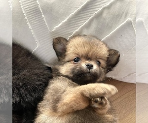 Pomeranian Puppy for sale in CHINO HILLS, CA, USA
