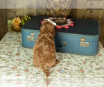 Small Photo #34 Miniature Labradoodle Puppy For Sale in NAPPANEE, IN, USA