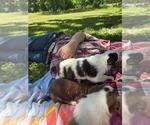 Small #4 Border Collie