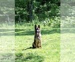 Small Photo #24 German Shepherd Dog Puppy For Sale in HAMILTON, NJ, USA