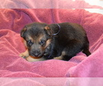 Small Photo #16 German Shepherd Dog Puppy For Sale in FOREST GROVE, OR, USA