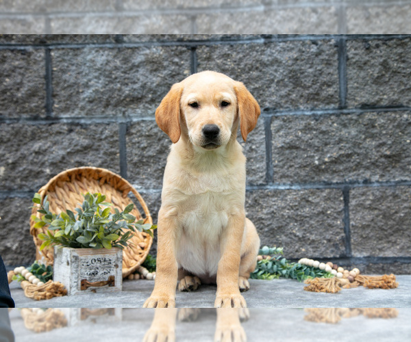 Medium Photo #3 Labrador Retriever Puppy For Sale in MILLERSBURG, OH, USA