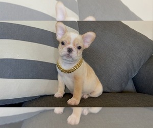 French Bulldog Puppy for sale in SACRAMENTO, CA, USA