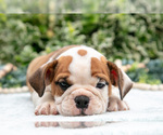 Small Photo #22 English Bulldog Puppy For Sale in GORDONVILLE, PA, USA