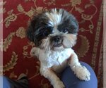 Small Photo #4 Shih Tzu Puppy For Sale in St. Louis Park, MN, USA