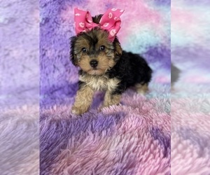 Poodle (Toy)-Yorkshire Terrier Mix Puppy for sale in BEECH GROVE, IN, USA