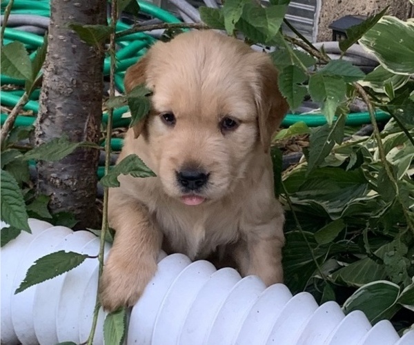 Medium Photo #11 Golden Retriever Puppy For Sale in ELKHART, IN, USA