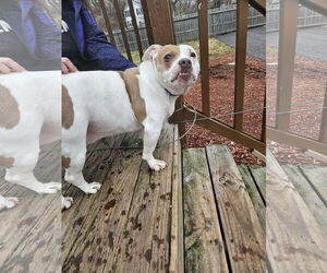 Roxy - Female American Staffordshire Terrier Dog for Adoption - Photo #3