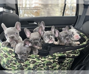 French Bulldog Puppy for sale in JERSEY CITY, NJ, USA