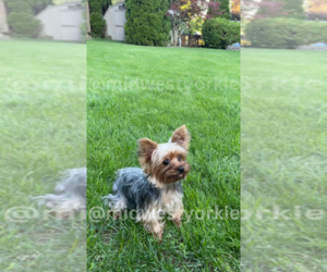 Mother of the Yorkshire Terrier puppies born on 10/23/2023