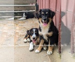 Small #1 Australian Shepherd
