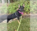 Small #1 German Shepherd Dog