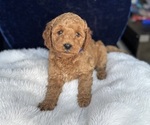 Small #14 Goldendoodle (Miniature)