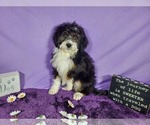 Small Photo #65 Bernedoodle-Poodle (Toy) Mix Puppy For Sale in BLACK FOREST, CO, USA
