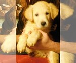 Small Photo #4 Golden Retriever Puppy For Sale in IDAHO SPRINGS, CO, USA