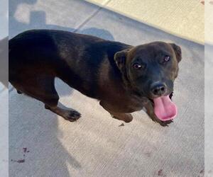 Labrador Retriever-Unknown Mix Dogs for adoption in Tulsa, OK, USA