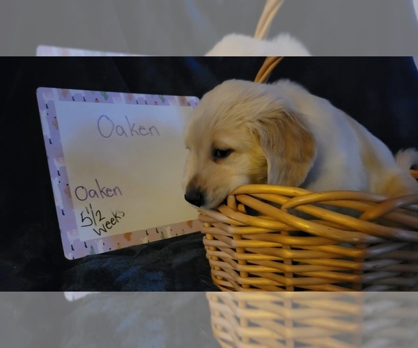 Medium Photo #20 Golden Retriever Puppy For Sale in VOORHEES, NJ, USA