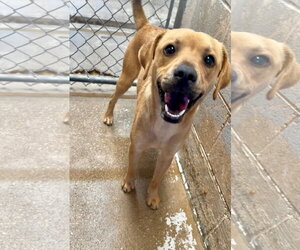 Beagle-Unknown Mix Dogs for adoption in El Centro, CA, USA