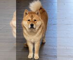 Small #2 Chow Chow
