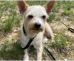 Small #5 Chihuahua-Parson Russell Terrier Mix
