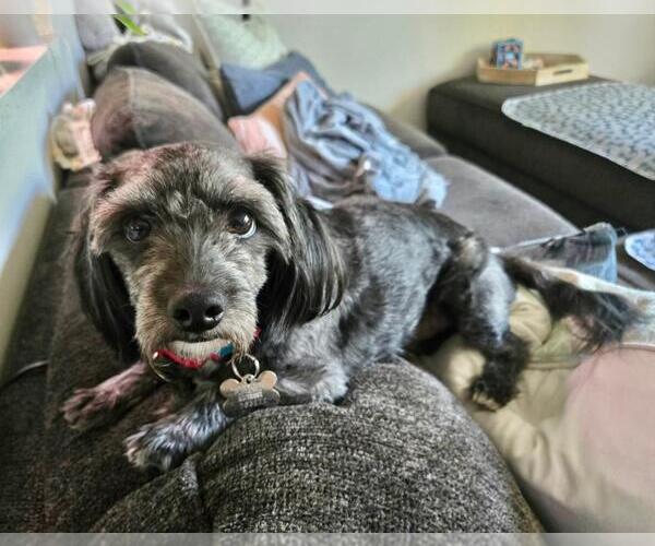 Medium Photo #4 Dachshund-Unknown Mix Puppy For Sale in Los Angeles, CA, USA