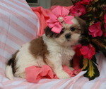 Small #1 Shih Tzu