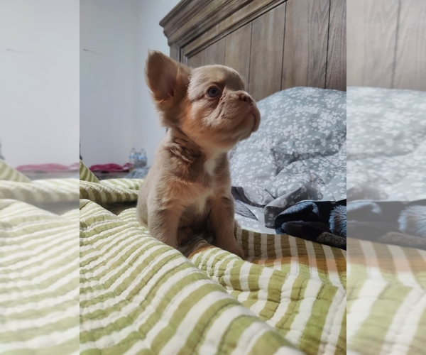 Medium Photo #6 French Bulldog Puppy For Sale in HIGHLAND VILL, TX, USA