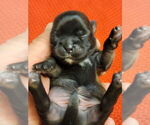 Small Photo #3 Shih Tzu Puppy For Sale in FANNING SPGS, FL, USA