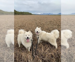 Father of the Samoyed puppies born on 12/19/2019