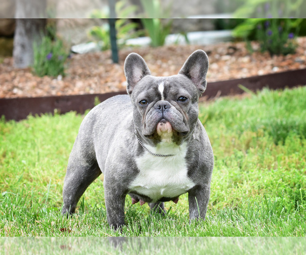 Medium Photo #1 French Bulldog Puppy For Sale in HOLDEN, MO, USA