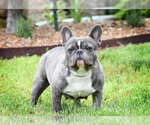 Small Photo #1 French Bulldog Puppy For Sale in HOLDEN, MO, USA