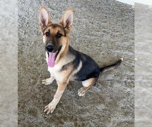 German Shepherd Dog-Unknown Mix Dogs for adoption in Hanford, CA, USA